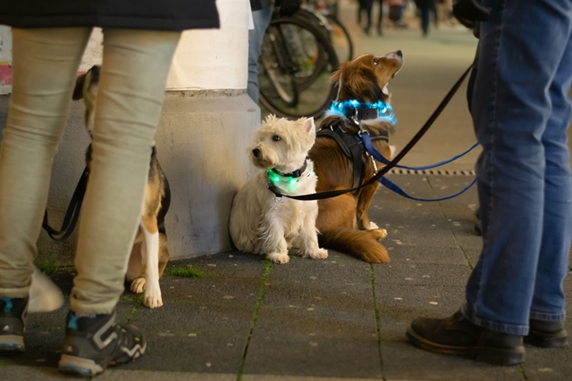 Accesorios para perros