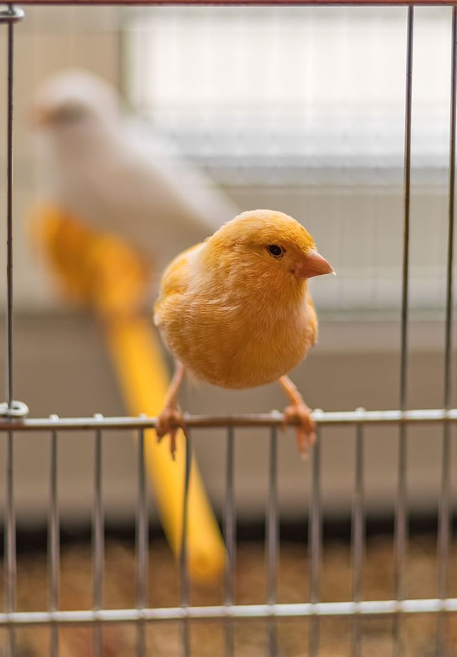 Amplia selección de productos para pájaros, perros, gatos, roedores...