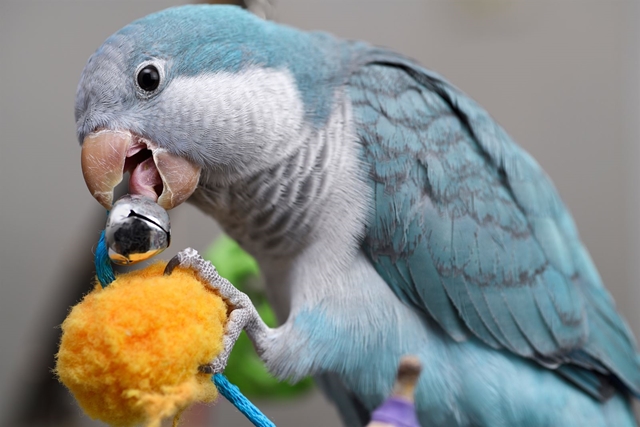 Juguetes para pájaros